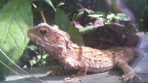 Baby Tuatara at Zealandia by Nicole Reese